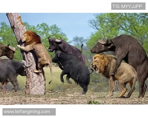 镜头捕捉:国王赛场小动作引发热议 镜头捕捉:国王赛场小动作引发热议